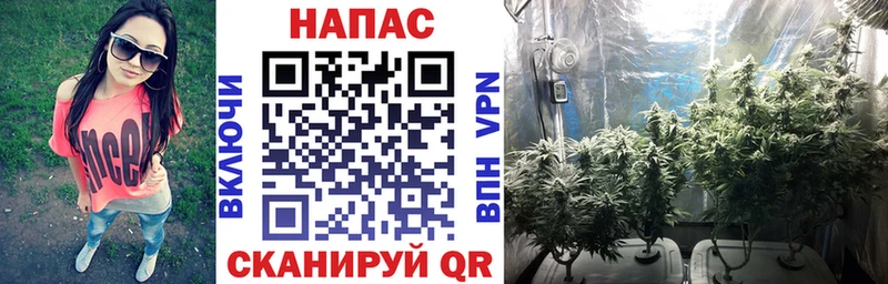 Марихуана сатива  Купить закладки  Каменногорск 